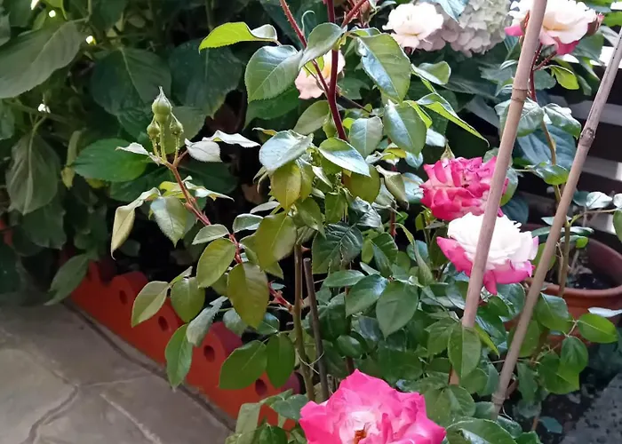 Eleni בית הארחה Agios Ioannis (Thessaly)