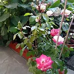 Eleni Guest house Agios Ioannis (Thessaly)